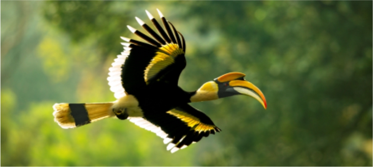 The Great Indian Hornbill habitat at the Tata Coffee Plantation was featured in the 'Our Planet' TV series in an episode broadcasted in 2019